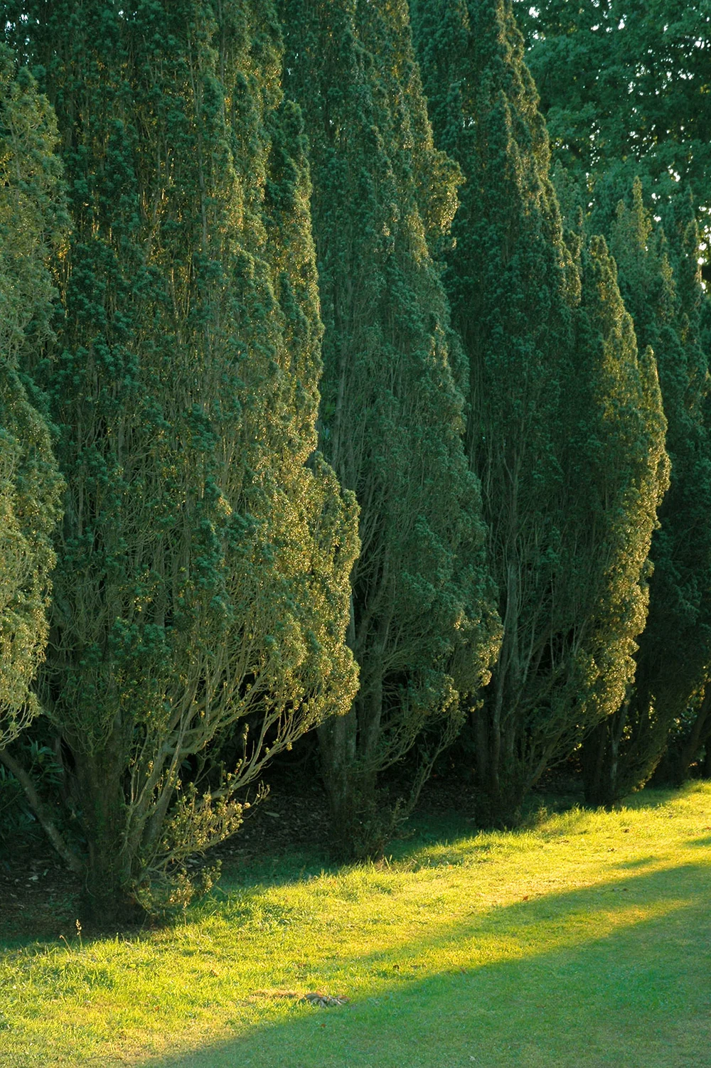 Garden yew trees