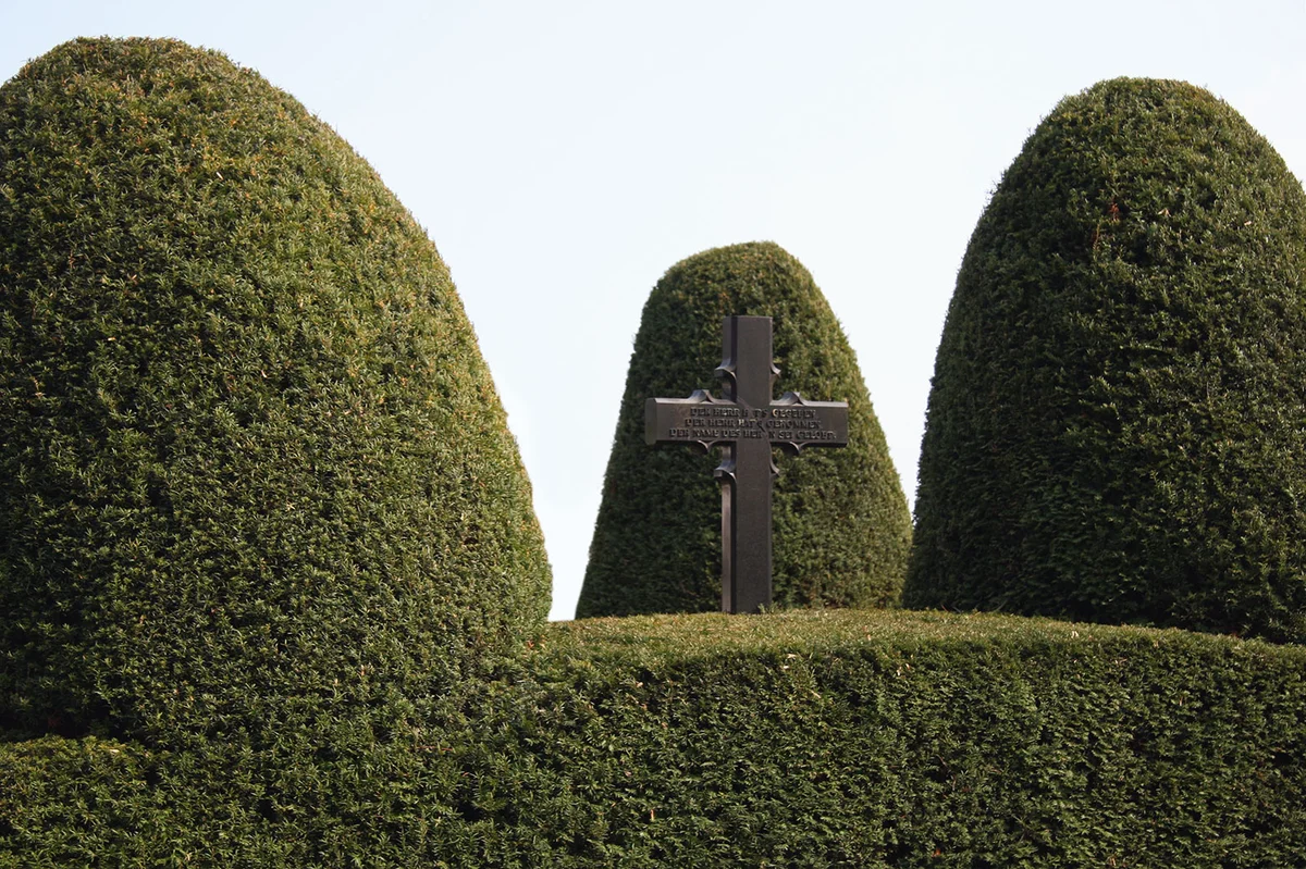 European Yew trees with cross