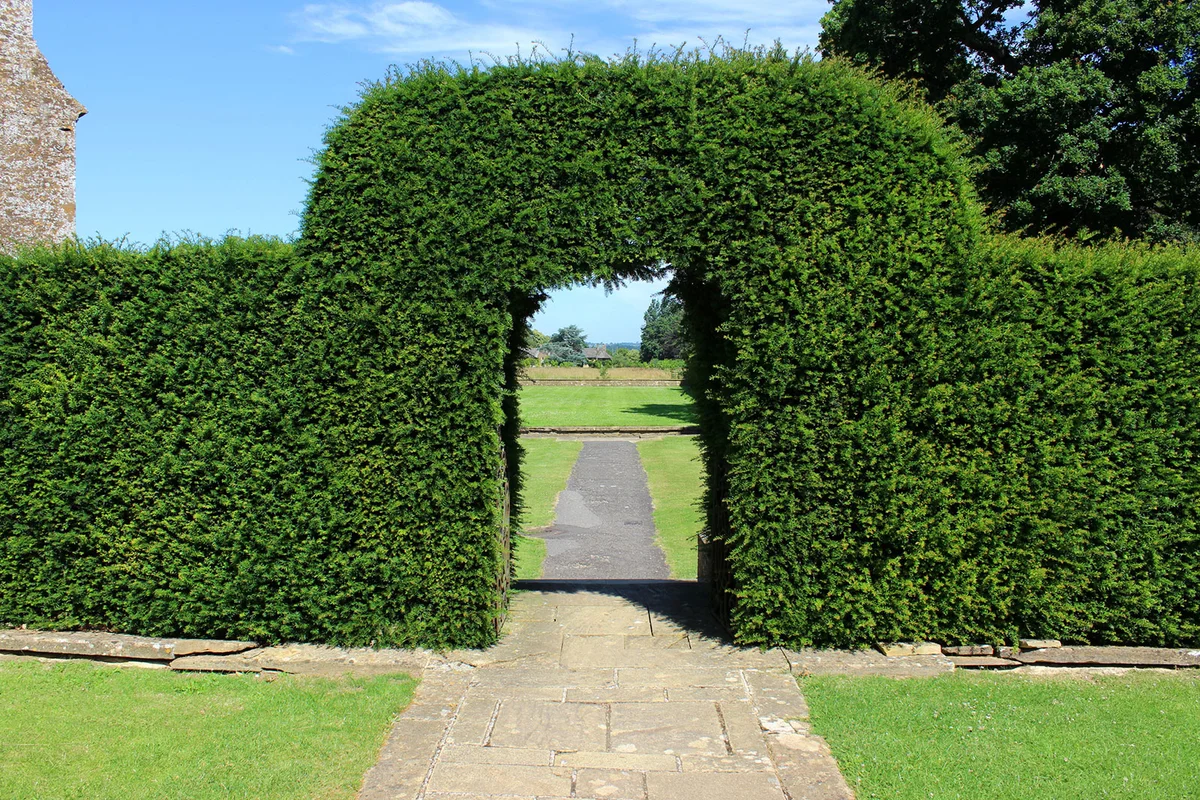 Yew topiary arch in garden
