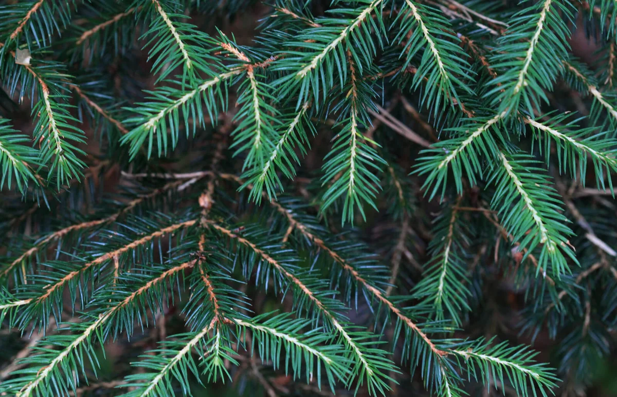 Pine Needles