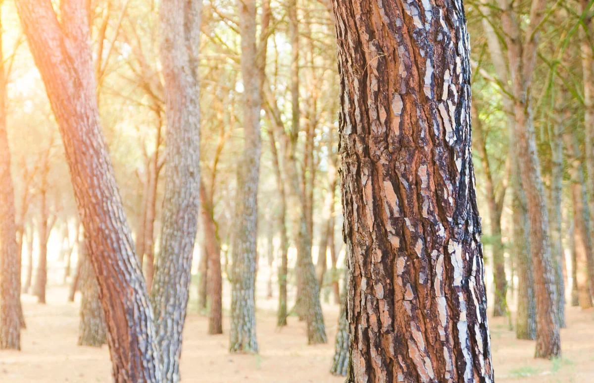 Pine Bark