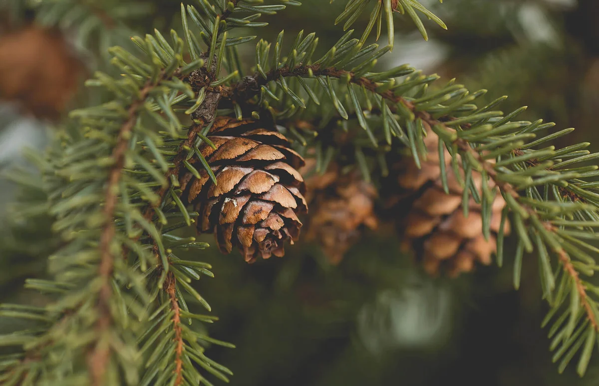 Pine Cone