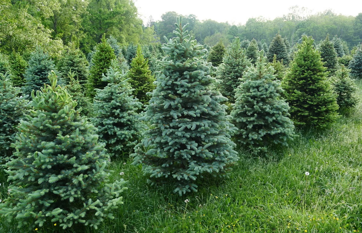 Pine Farm