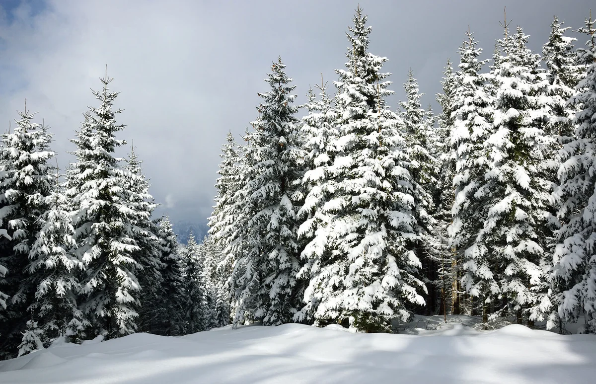 Pines in Winter