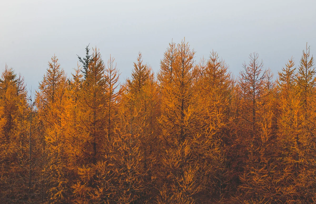 Autumn Pine Trees
