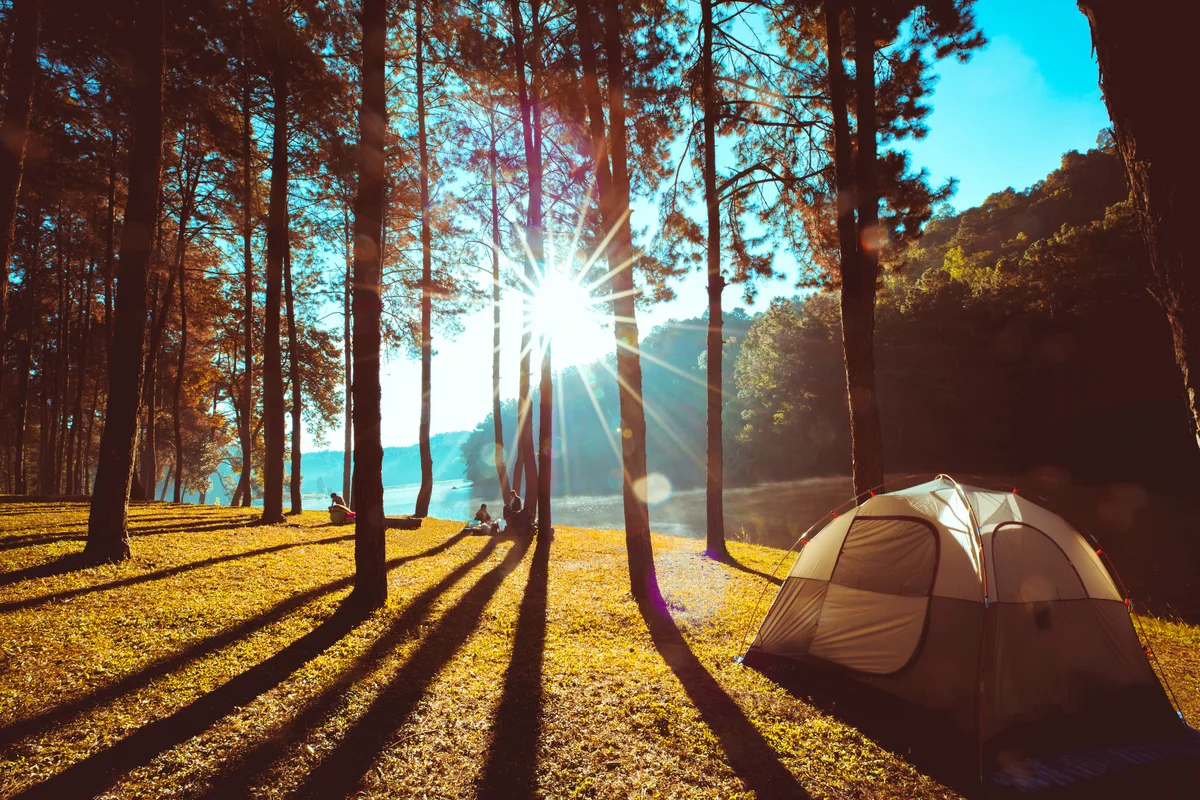 Camping and tent under the pine forest