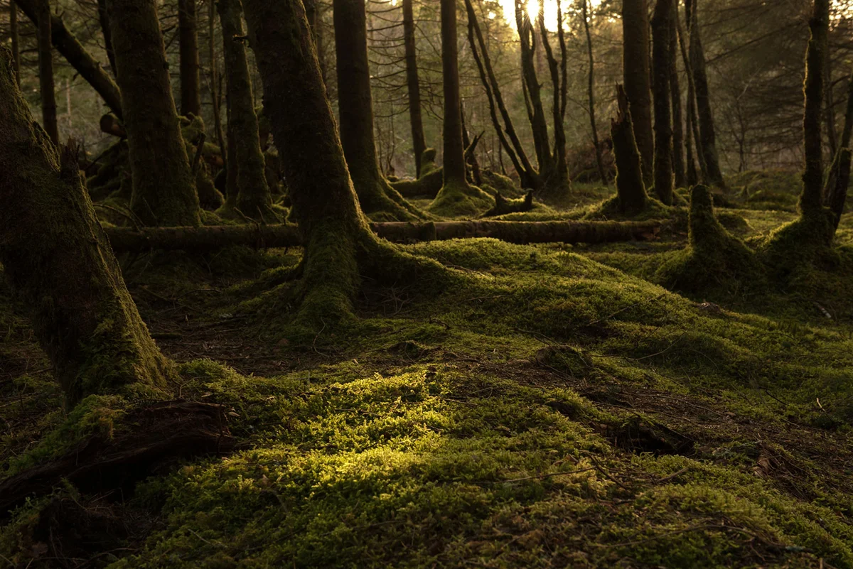 mossy dark forest