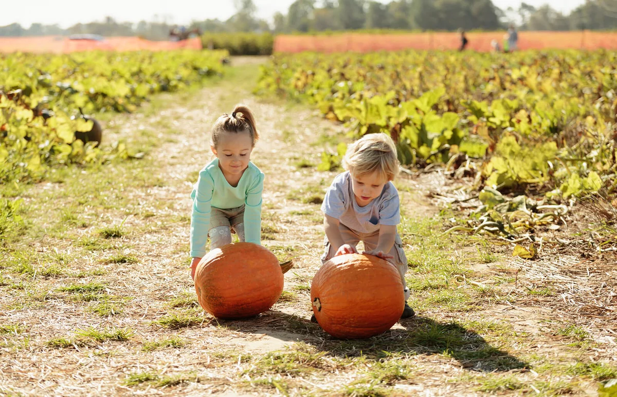 Brother and sister in pumpkin field
