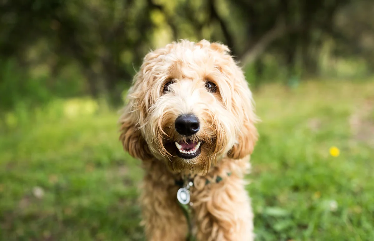 Happy Labradoodle Dog Outdoors
