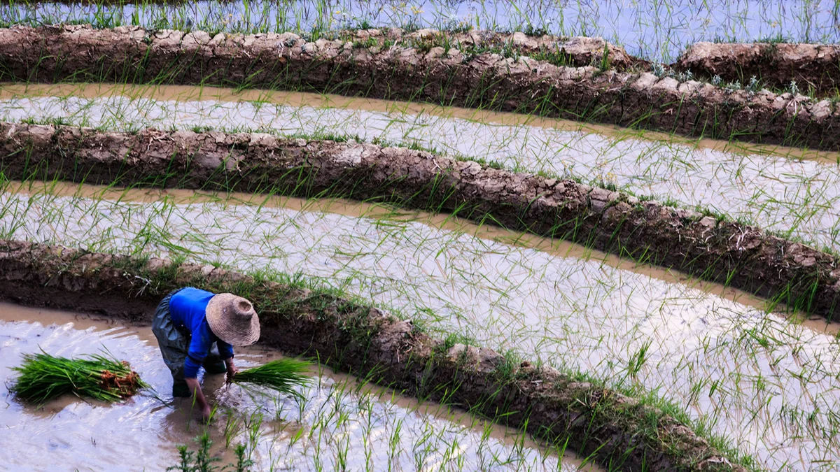 Farmer planting rice in water filled rice patties, Yunnan, China.