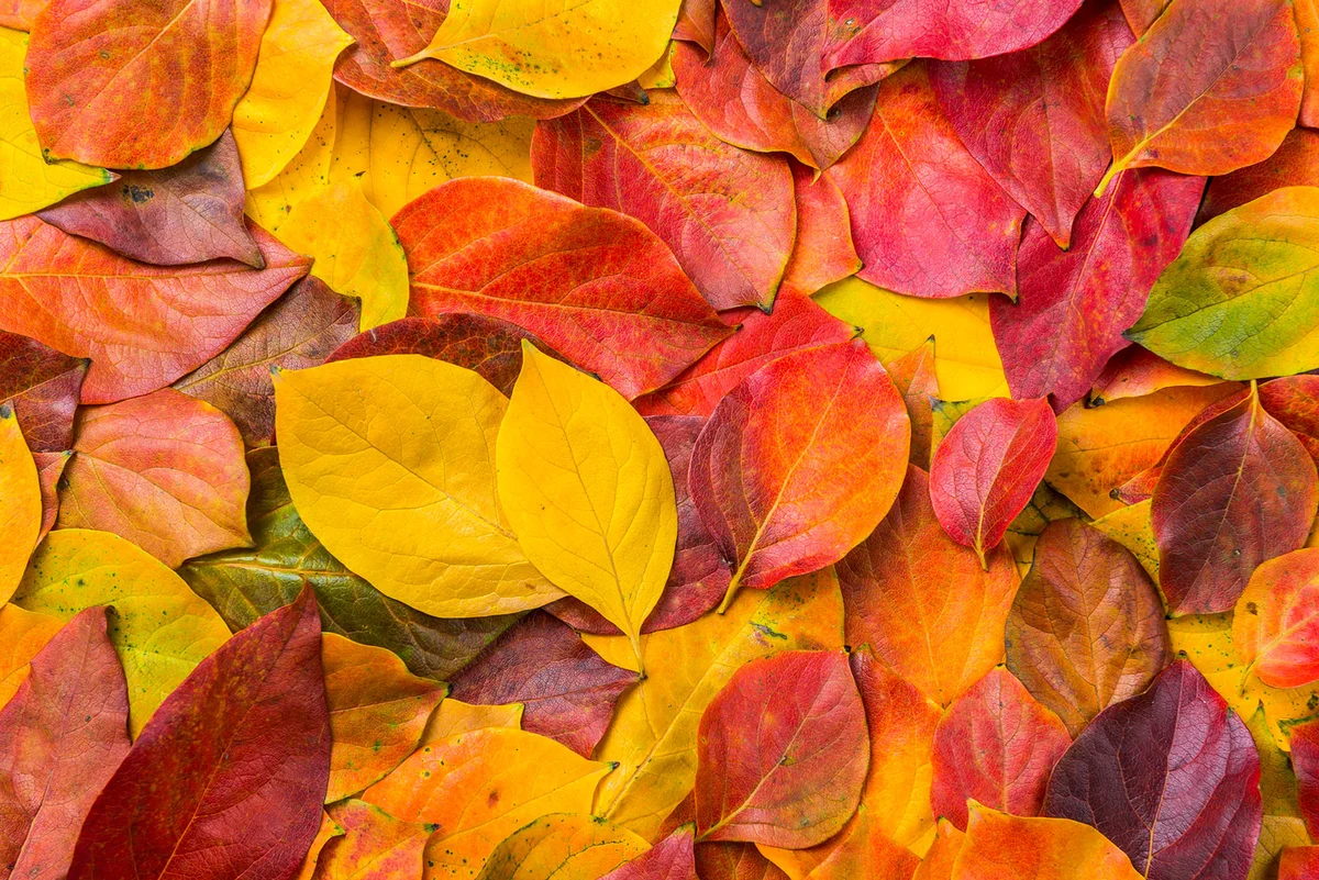 Pile of colorful autumn leaves
