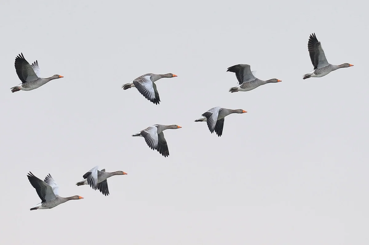 Greylag geese flying in v-formation