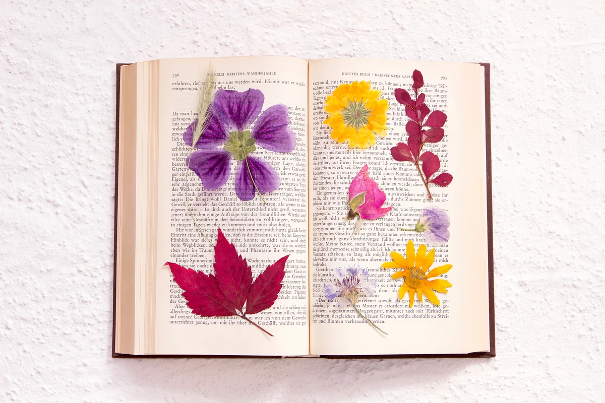 Pressed flowers in an old book
