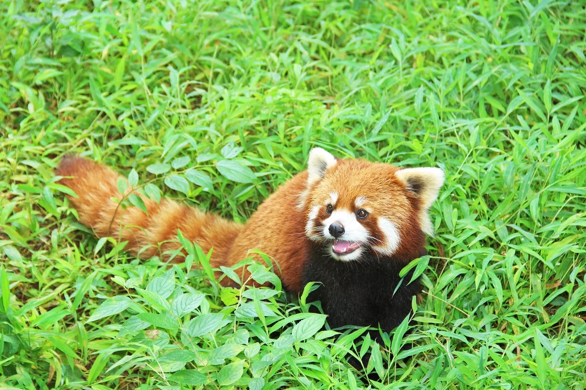 The Red Panda, Firefox in Chengdu. China