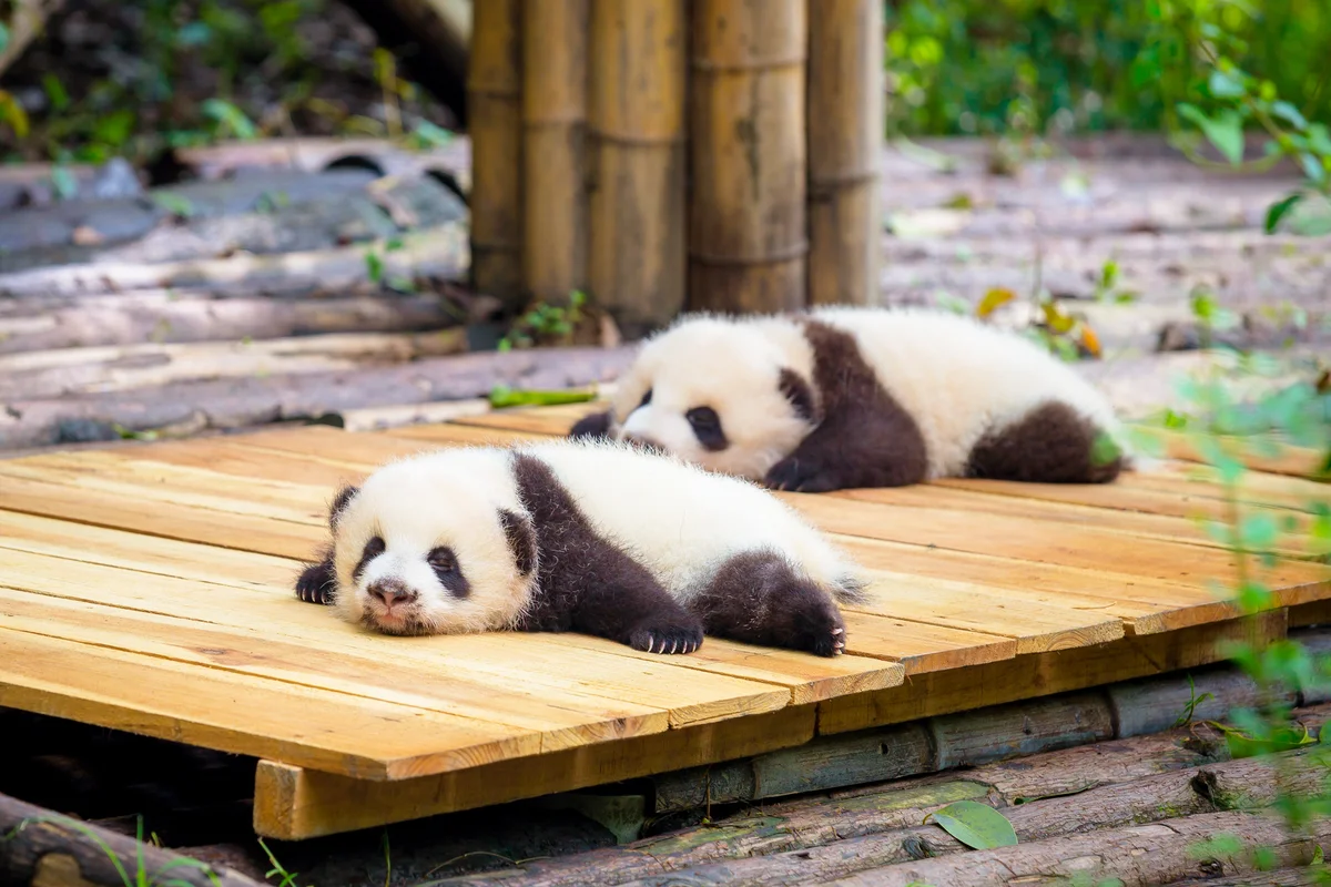 Cute baby Pandas
