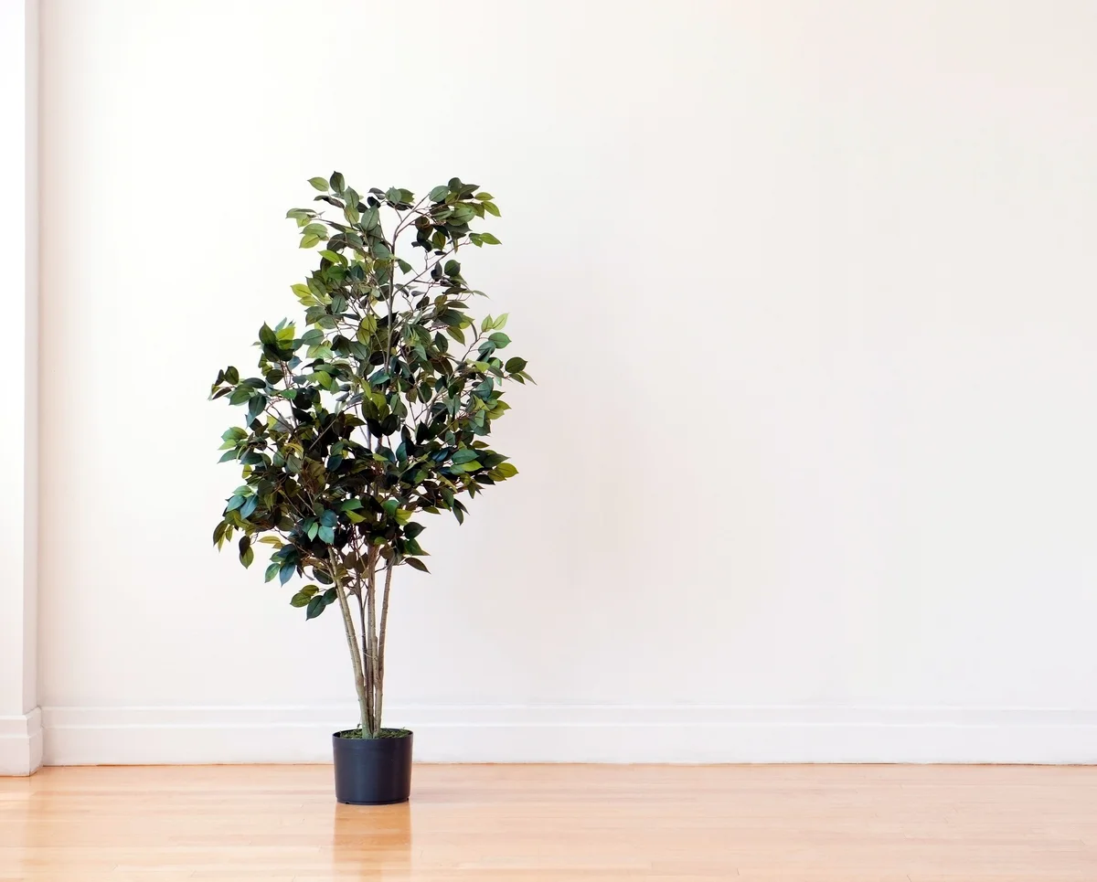 Ficus tree