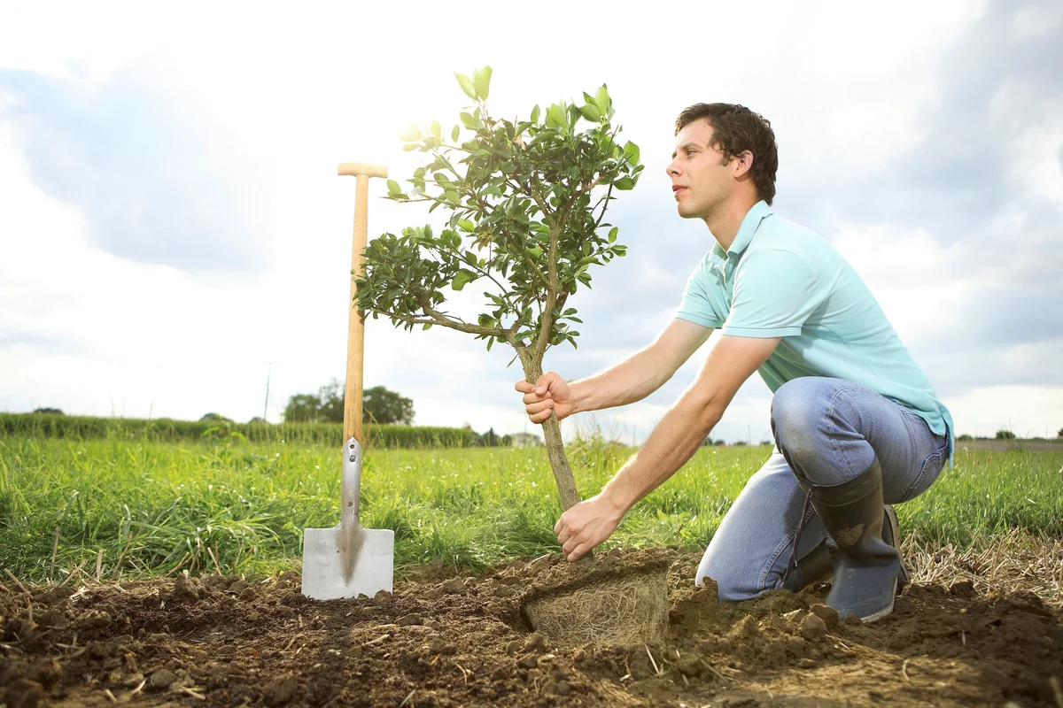 planting a ficus outside