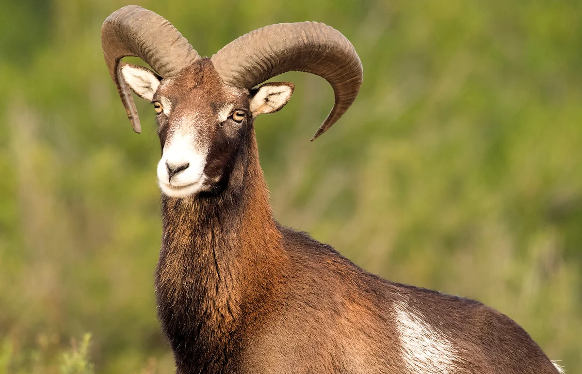 European Mouflon (Ovis orientalis musimon), Spain