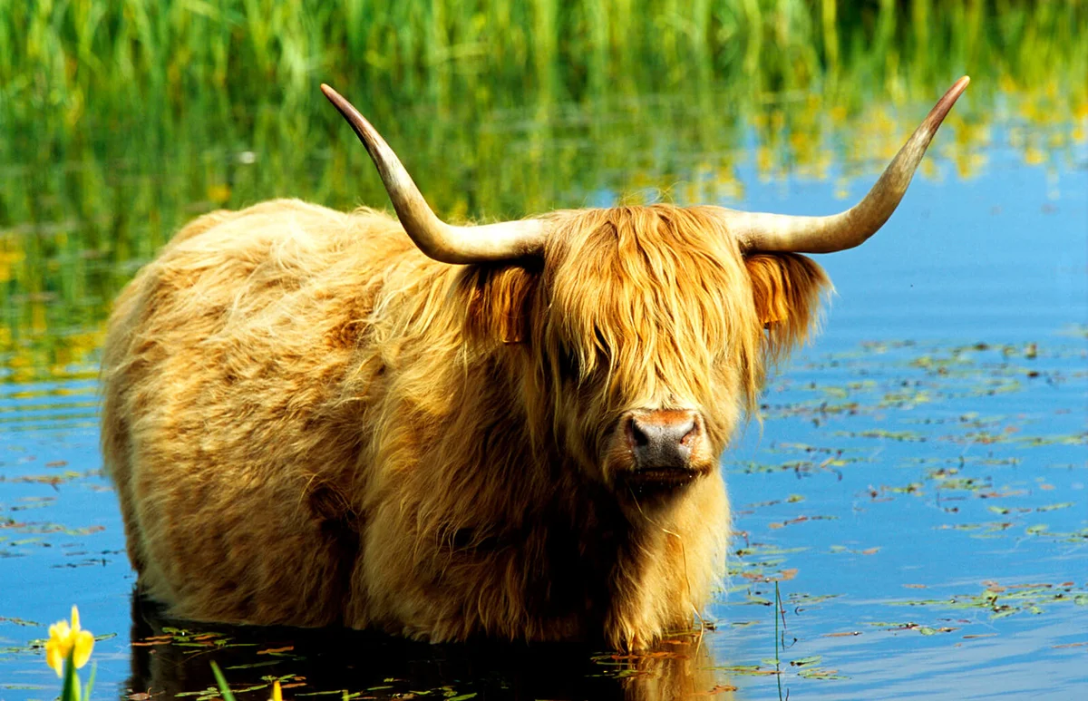Scottish Highland Cattle (Bos primigenius, Bos taurus) bull standing in water
