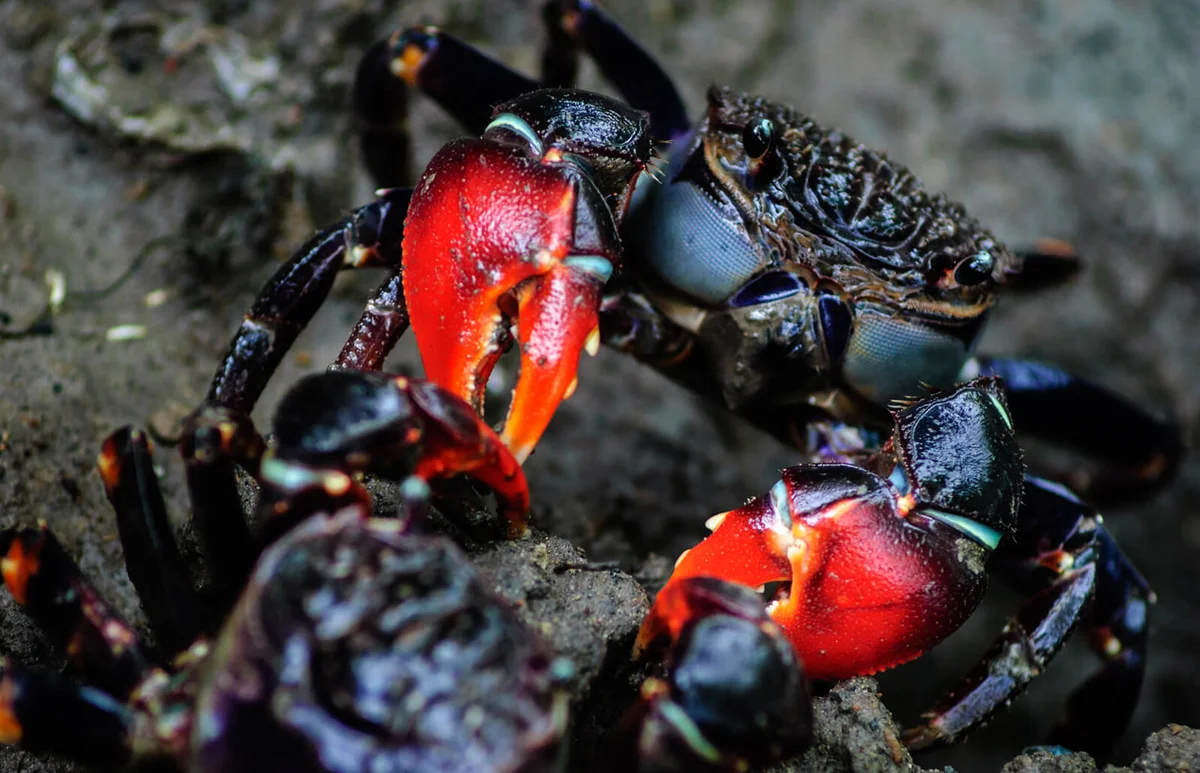 Red claw mud crab