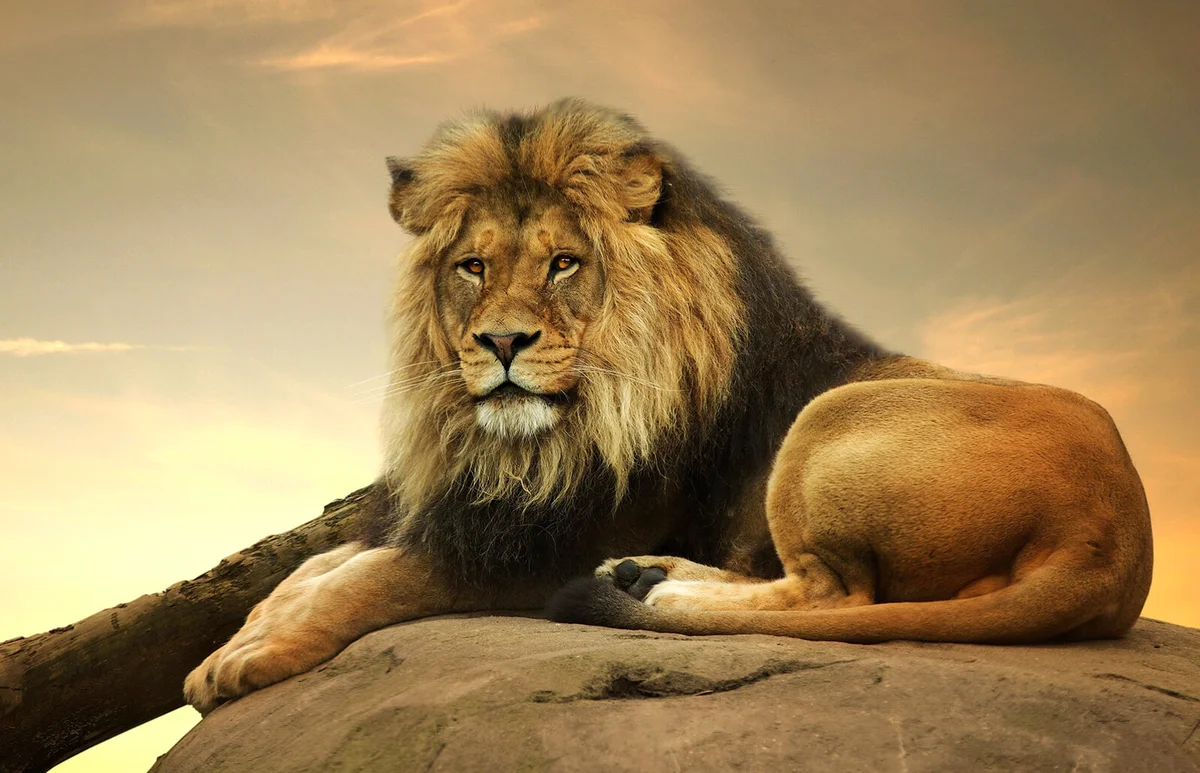 Portrait of a lion on a rock