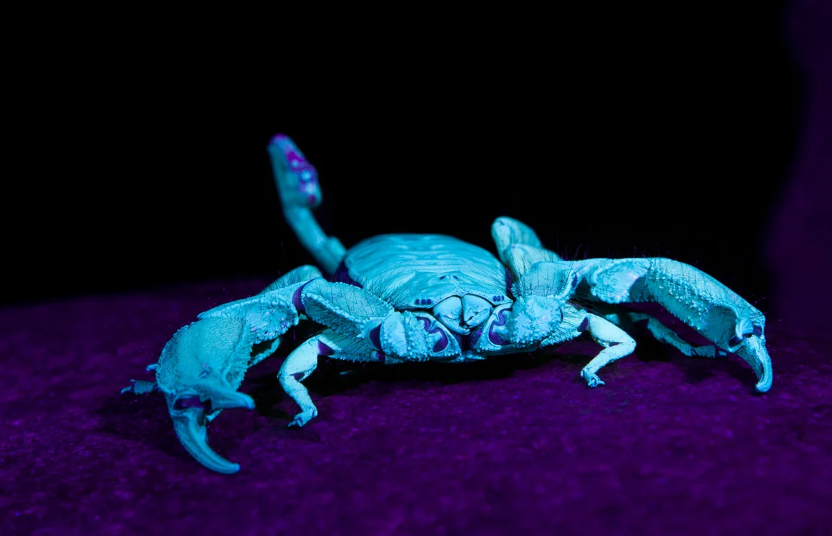 Flat rock scorpion