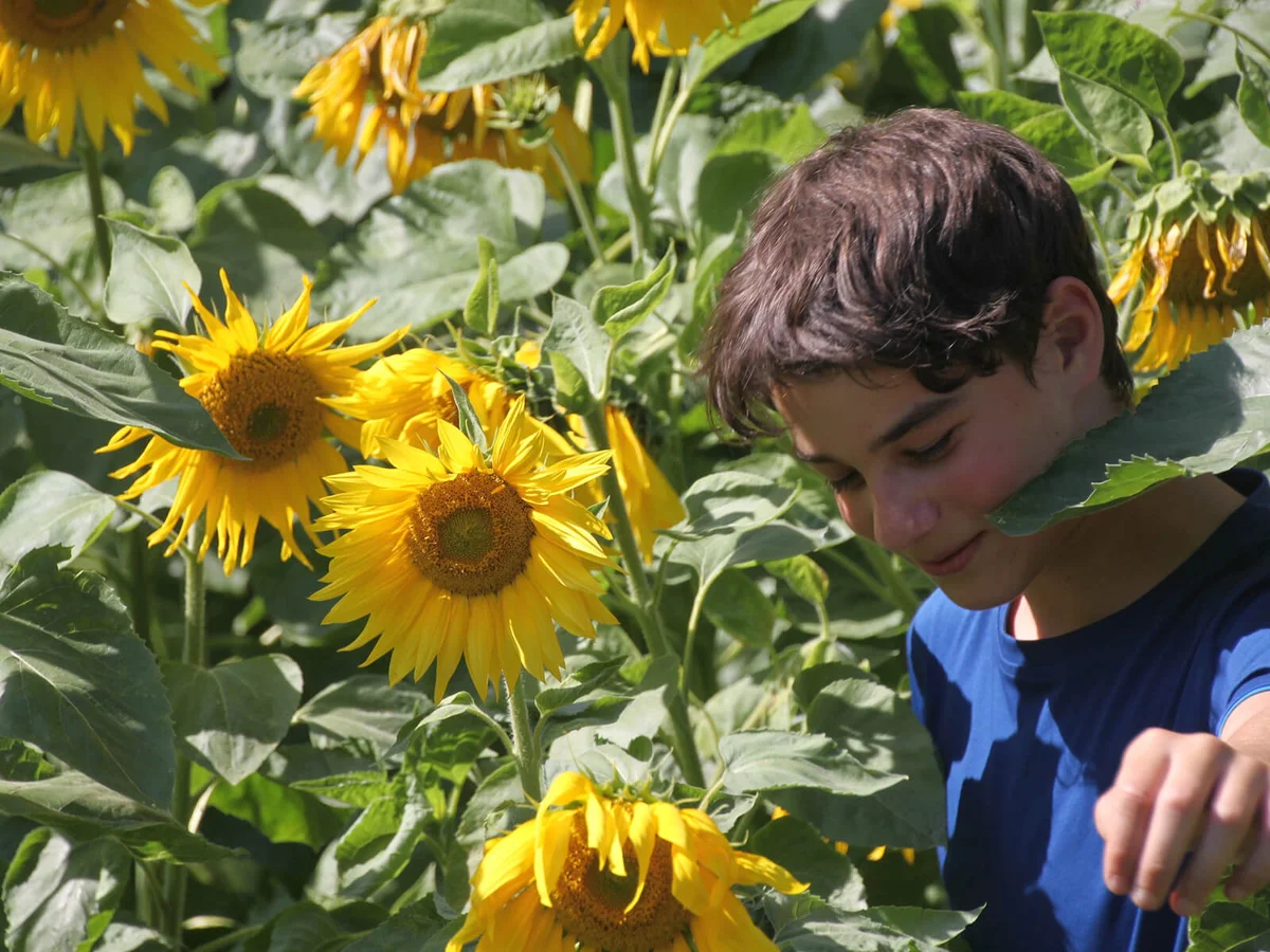 Smiling Teenage Boy Amidst Sunflowers On Field