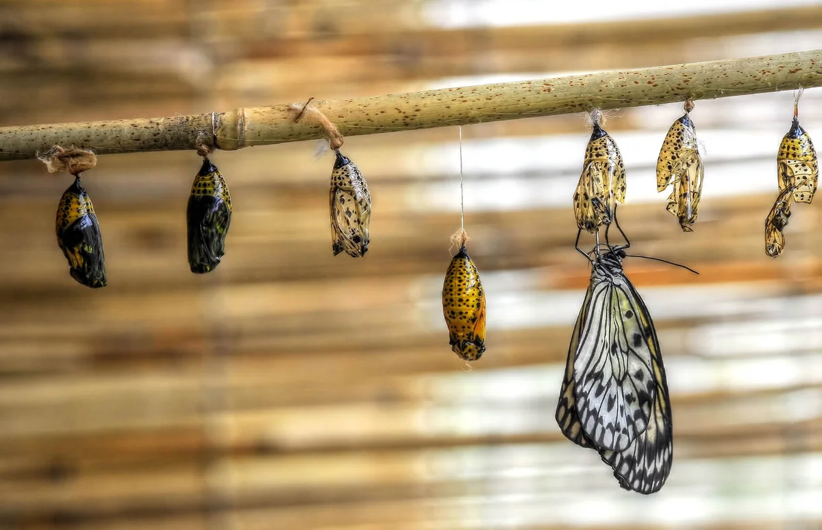Cocoons Hanging From Stick