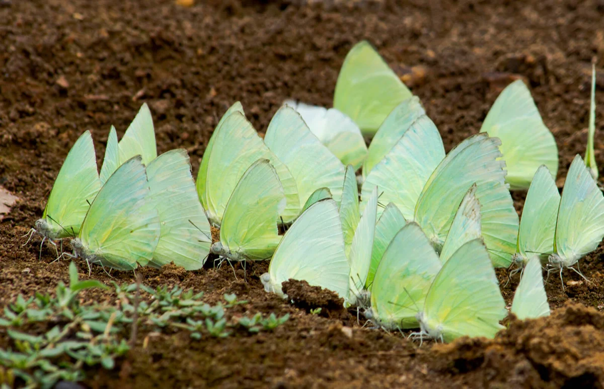 Mud puddling Butterflies