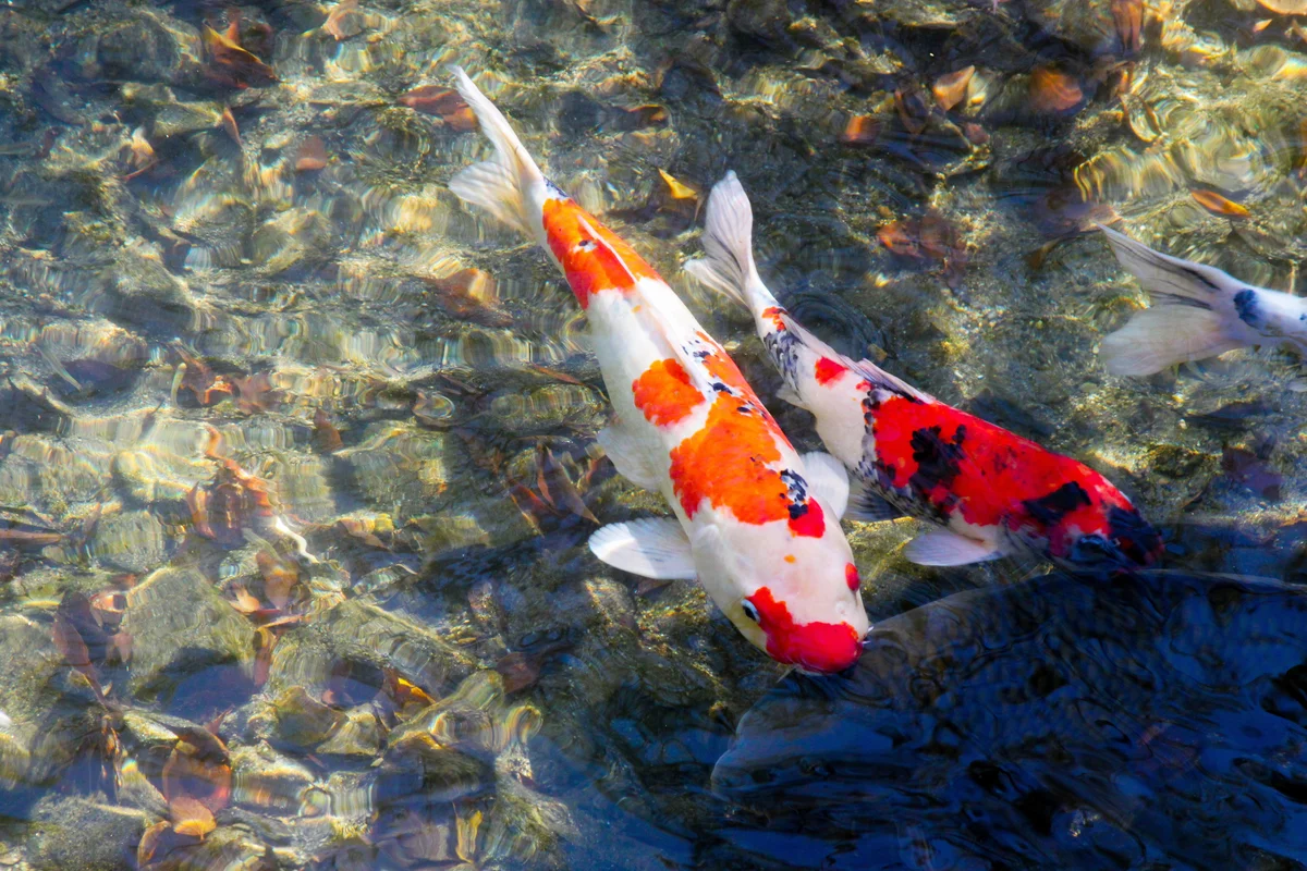 Colorful Koi Fish In Water