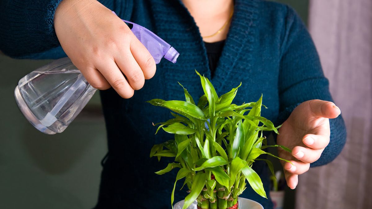 Fertilizing Lucky Bamboo: A Comprehensive Guide