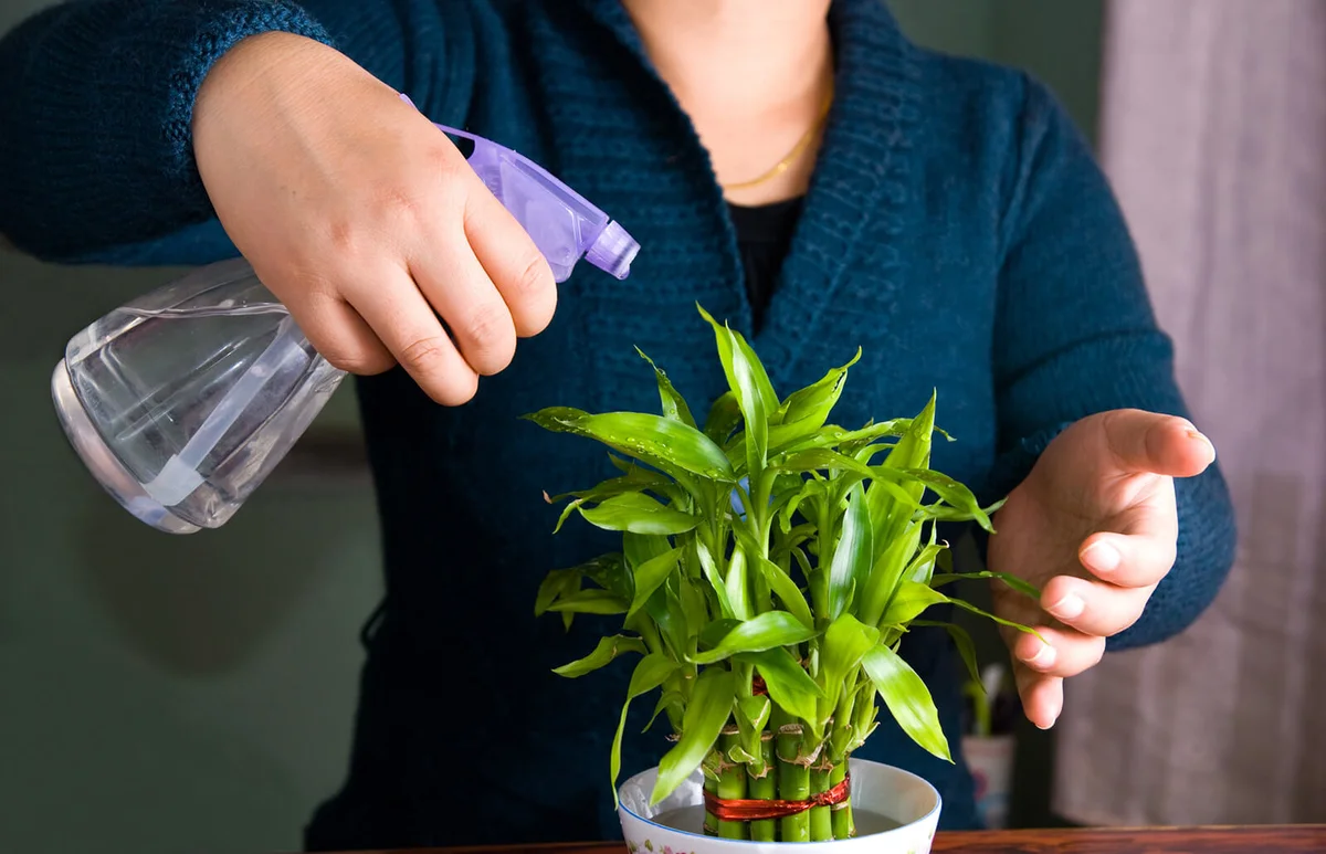 Girl spraying water in her lucky bamboo plant