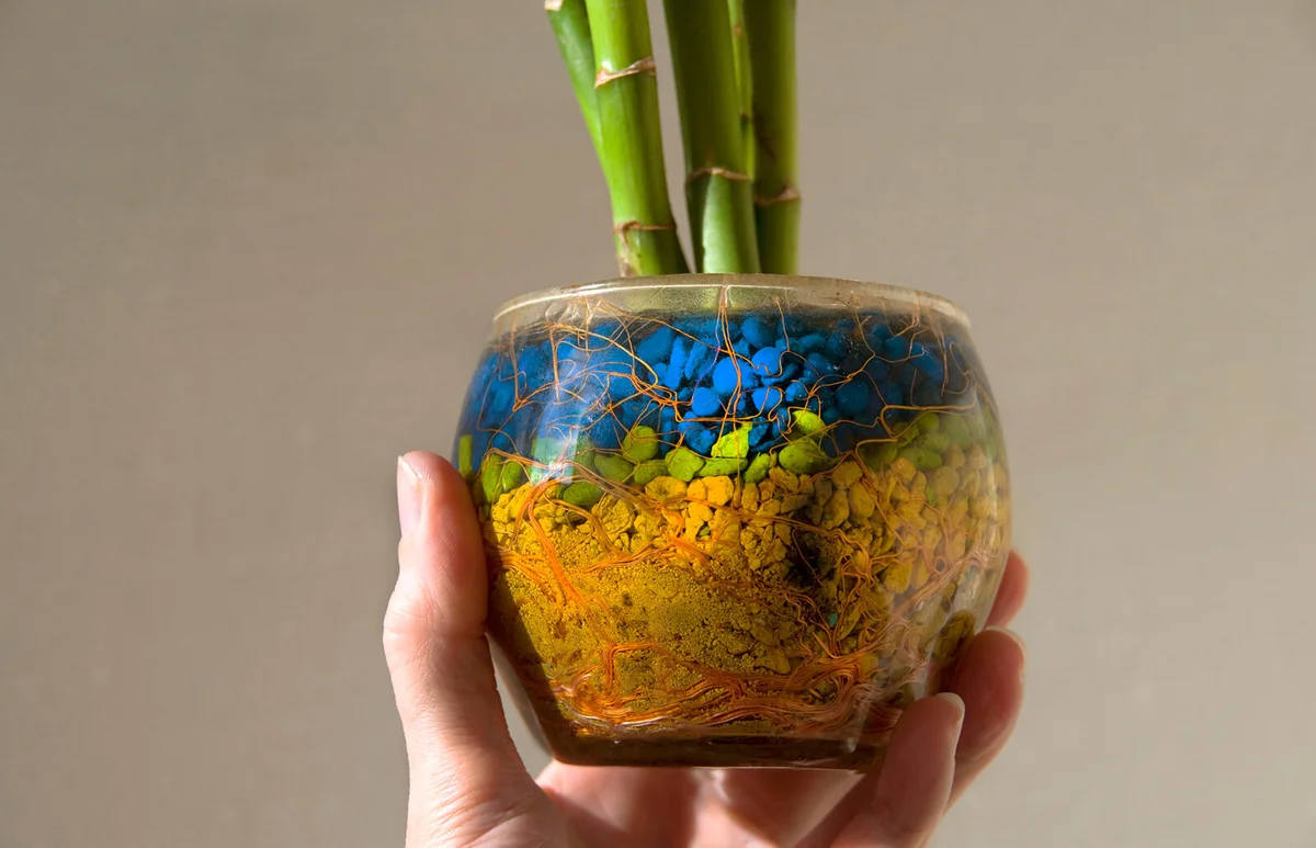 Woman's hand holding a bamboo plant in a glass flowerpot