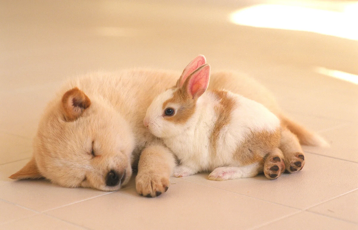 Dog and Rabbit Cuddling