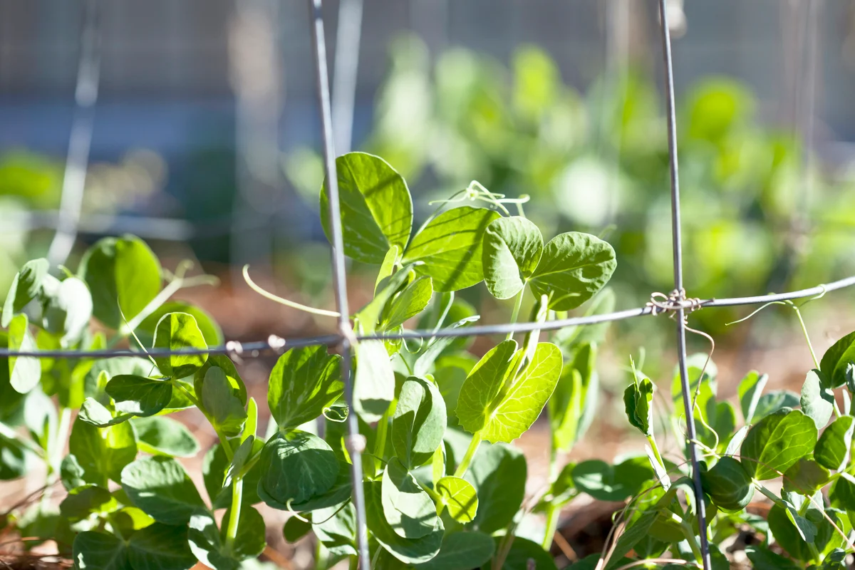 Pea seedlings