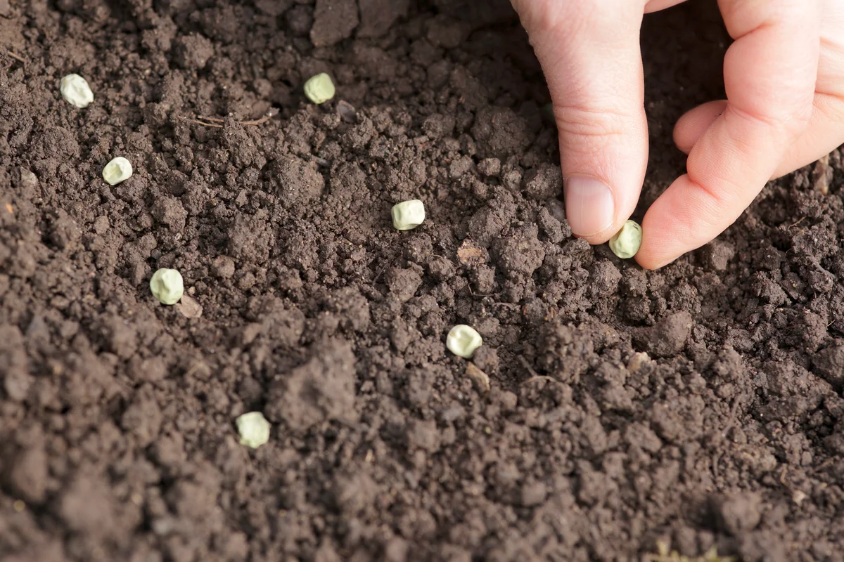 Green Pea sowing.