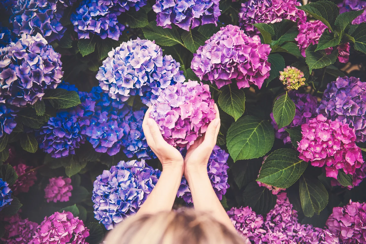 woman with Hydrangeas