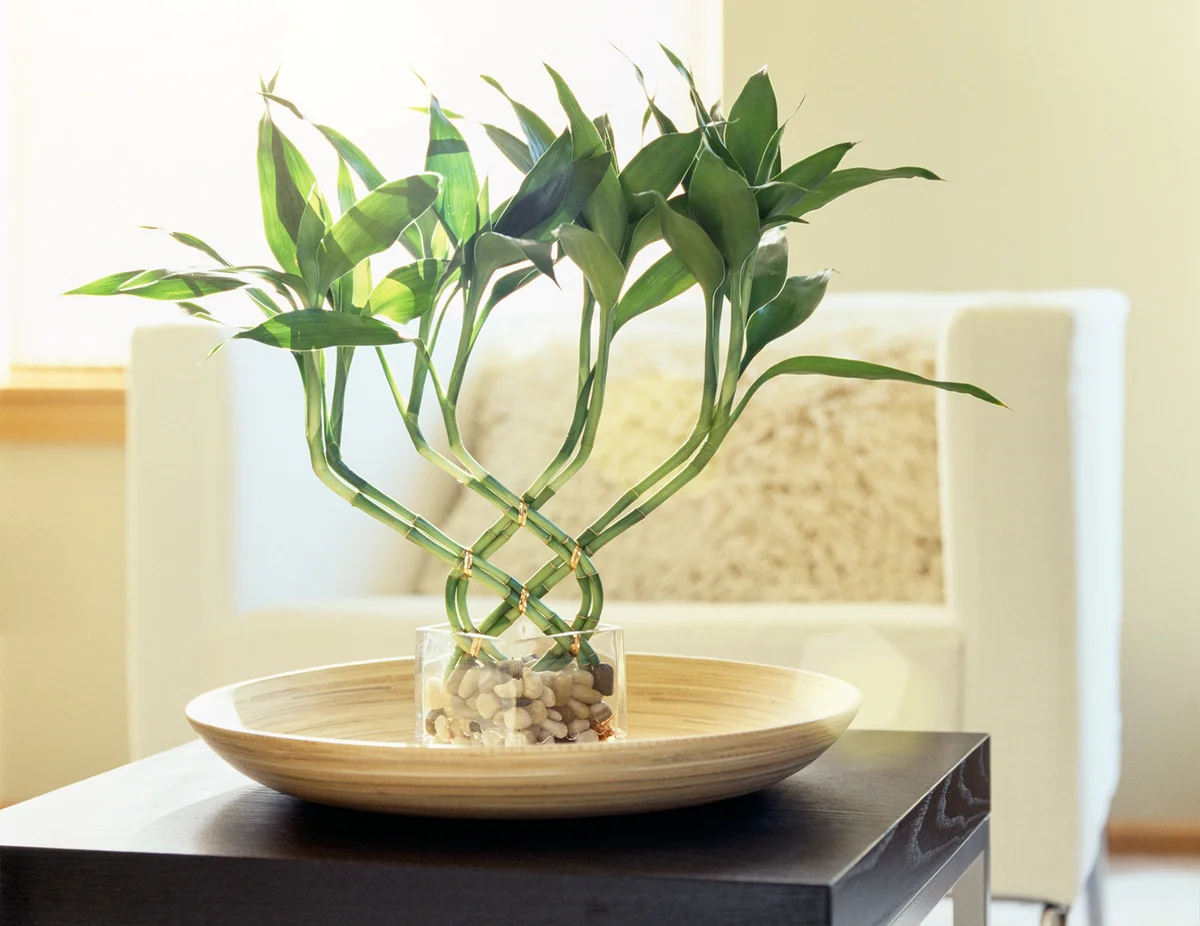 Lucky bamboo plant on table