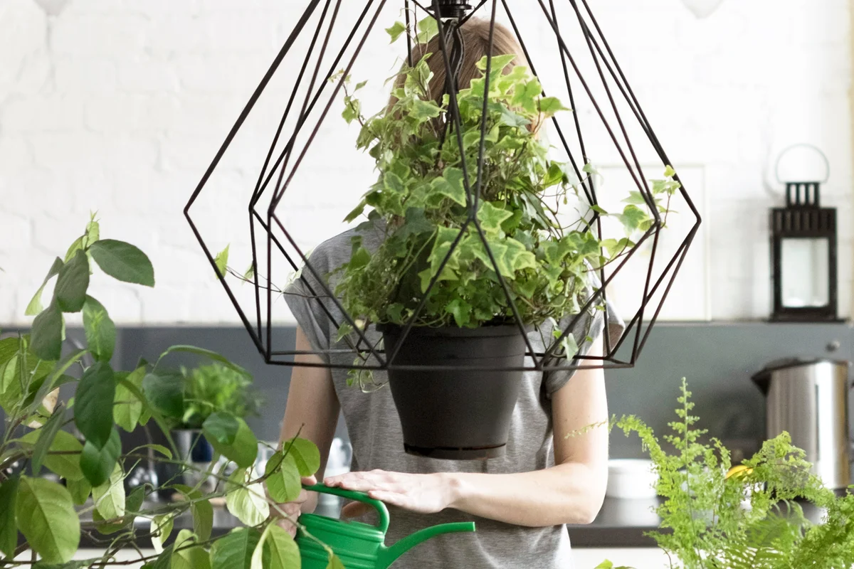 Woman watering plants at kitchen table