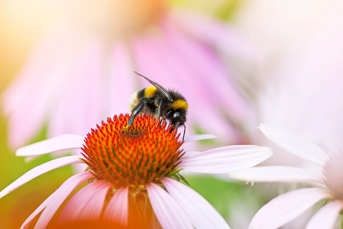 Honey Bee pollinating a pink Coneflower