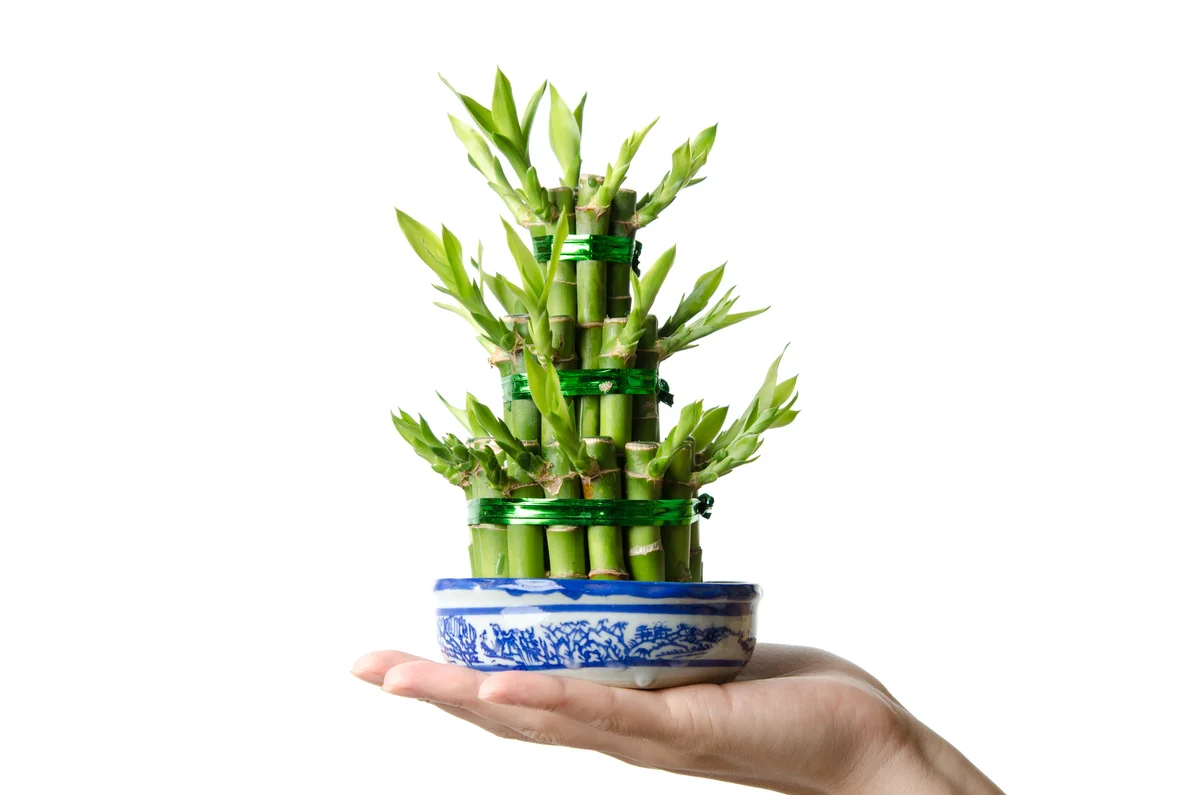 Lucky bamboo in a blue and white bowl