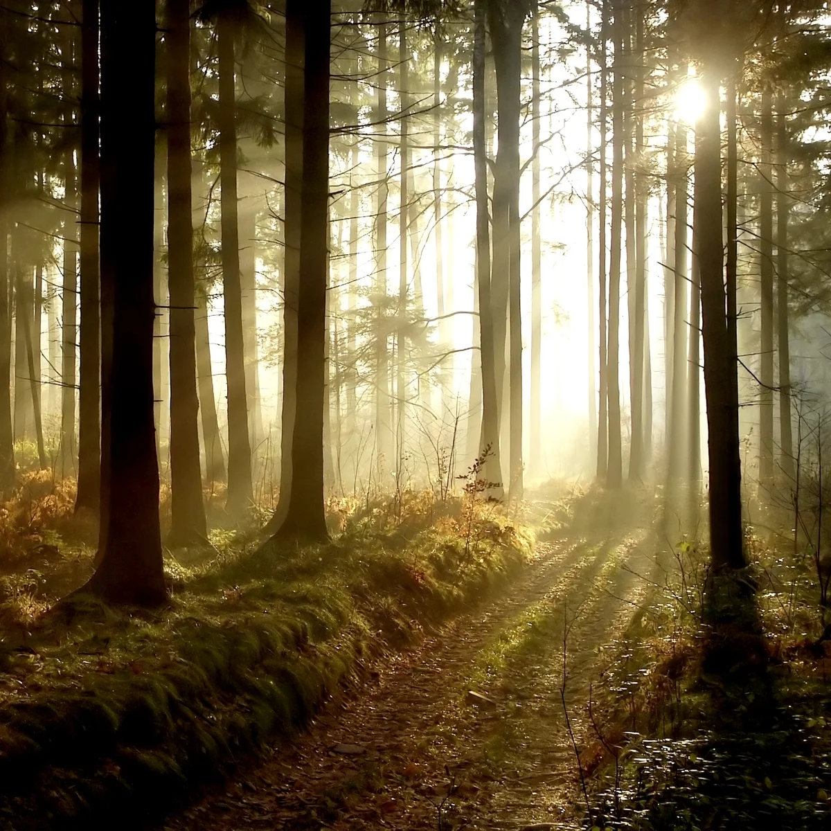 Magical forest at dusk