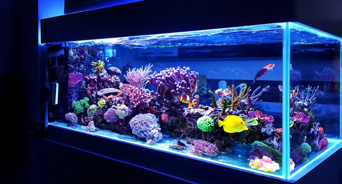 Saltwater aquarium