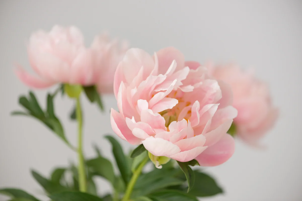 Peonies