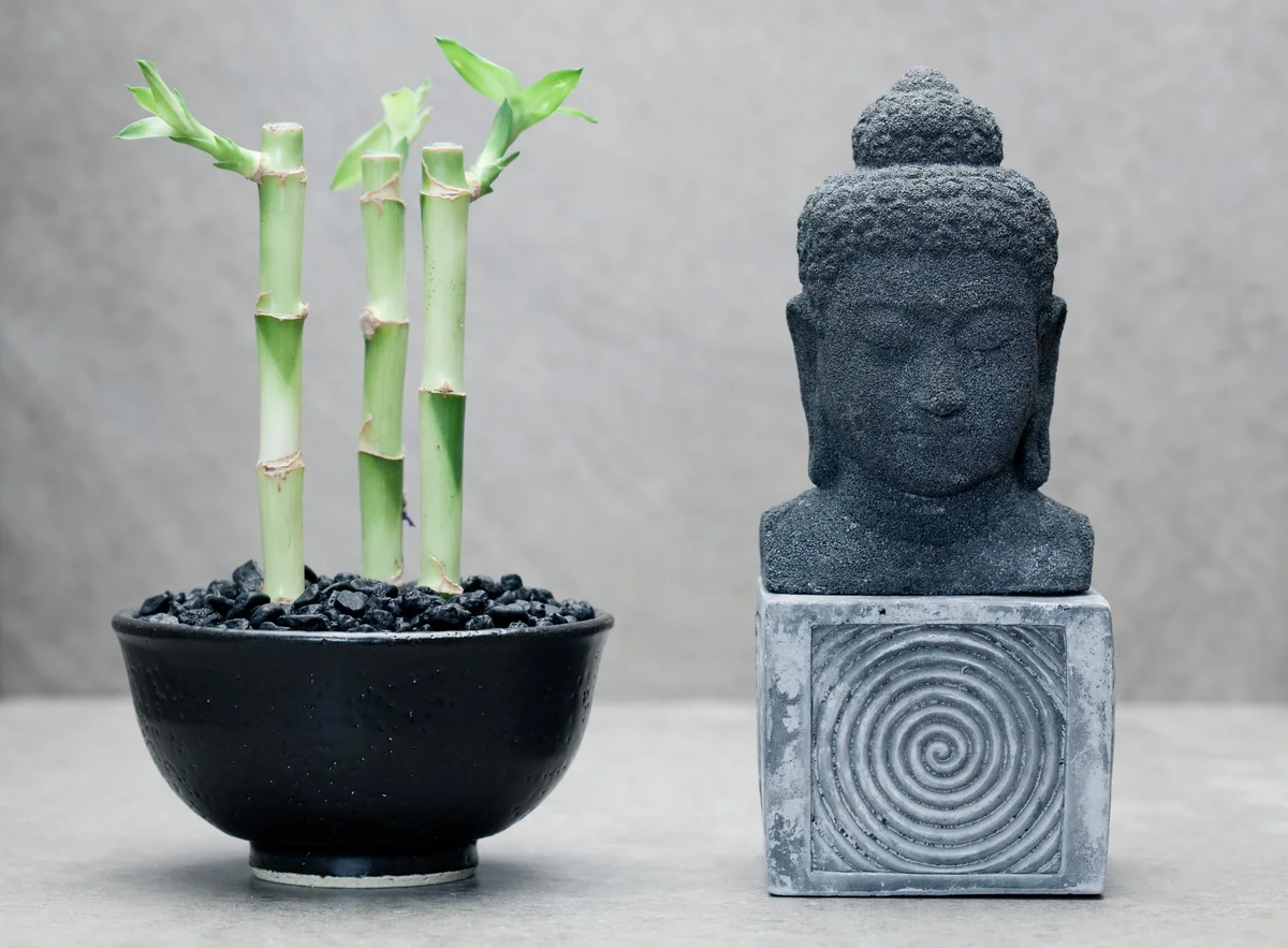3 lucky bamboo stalks