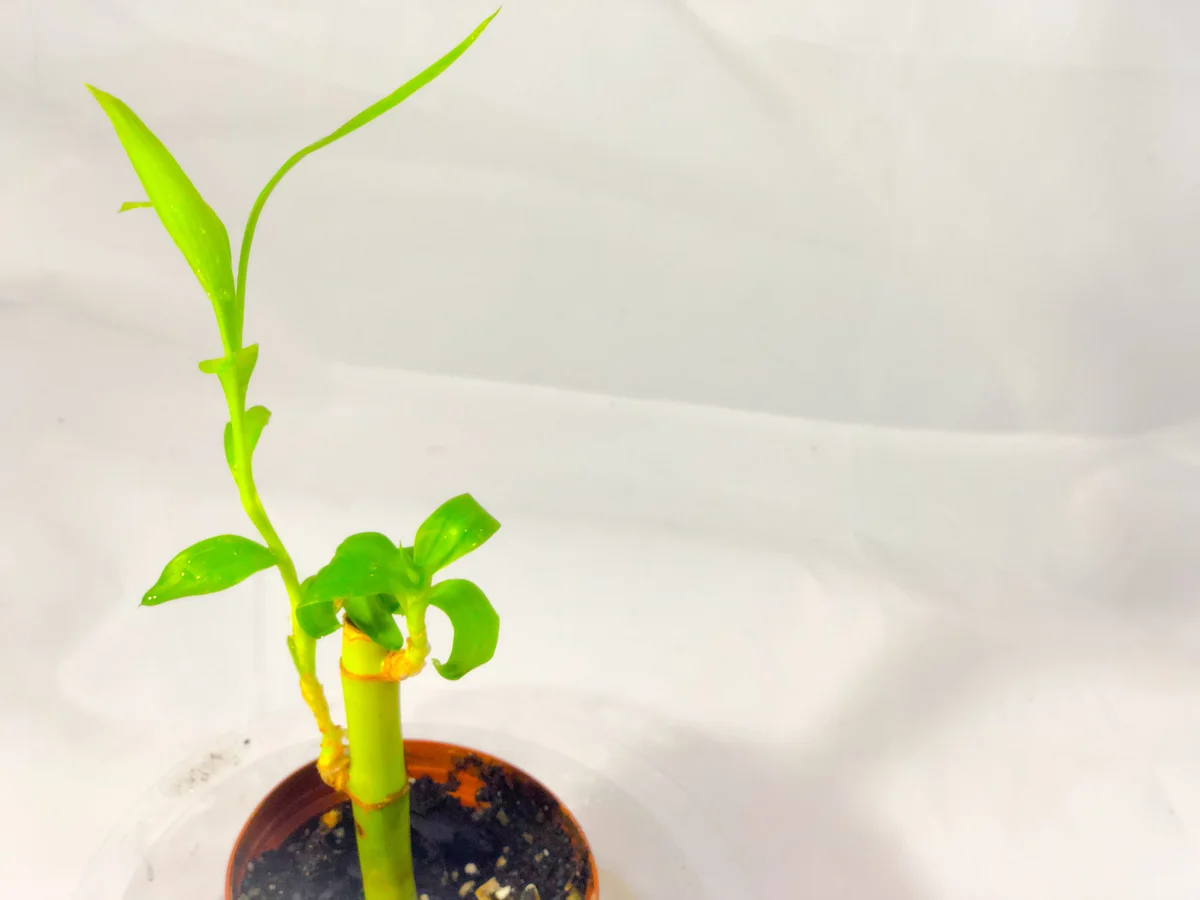 Single lucky bamboo stalk
