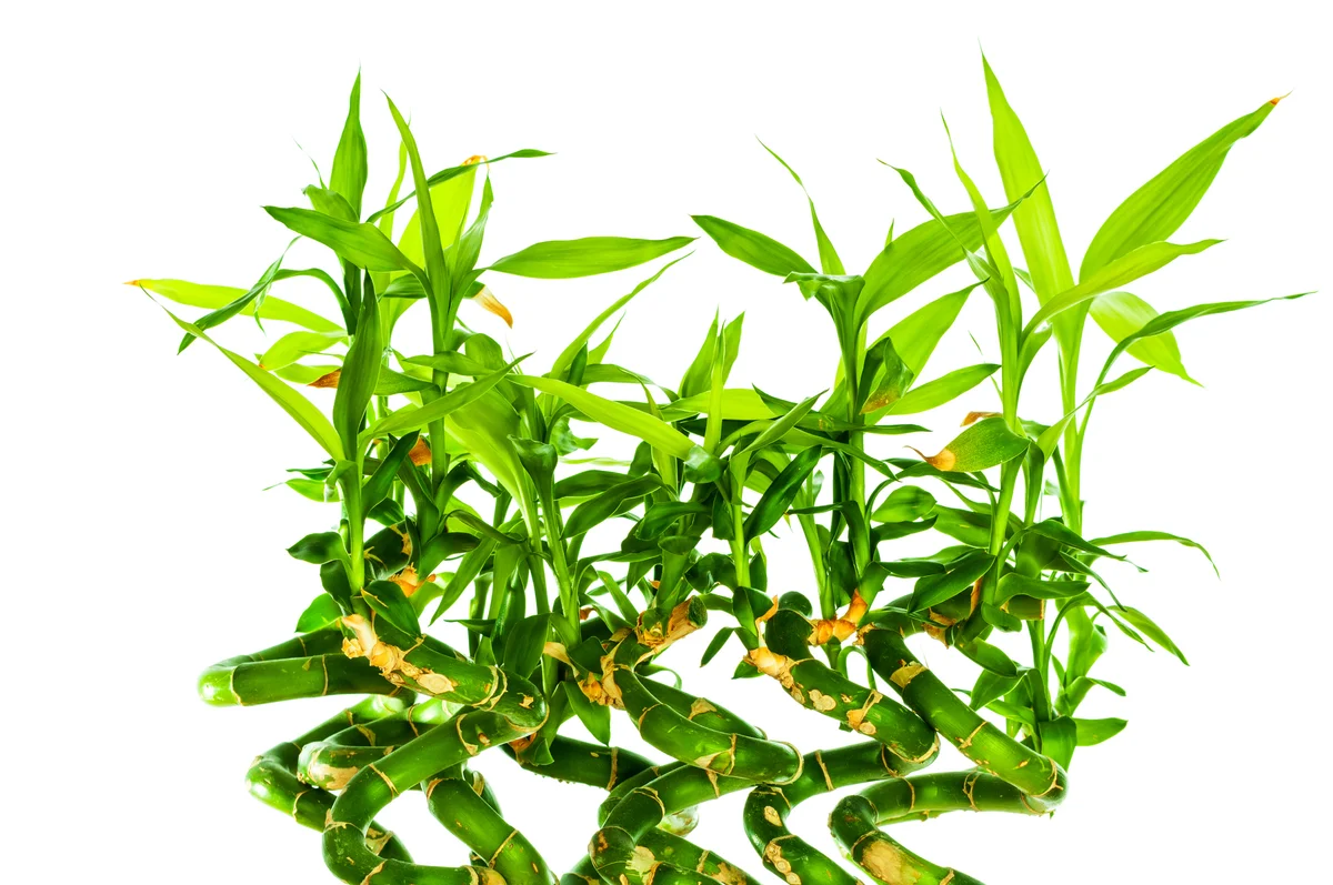 six lucky bamboo stalks