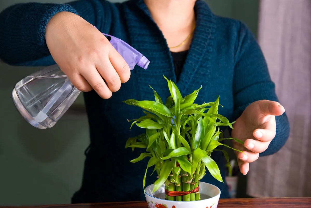Spray lucky bamboo plant