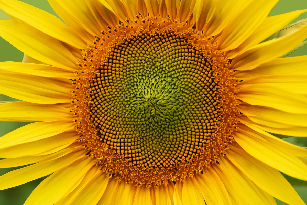 Sunflower details