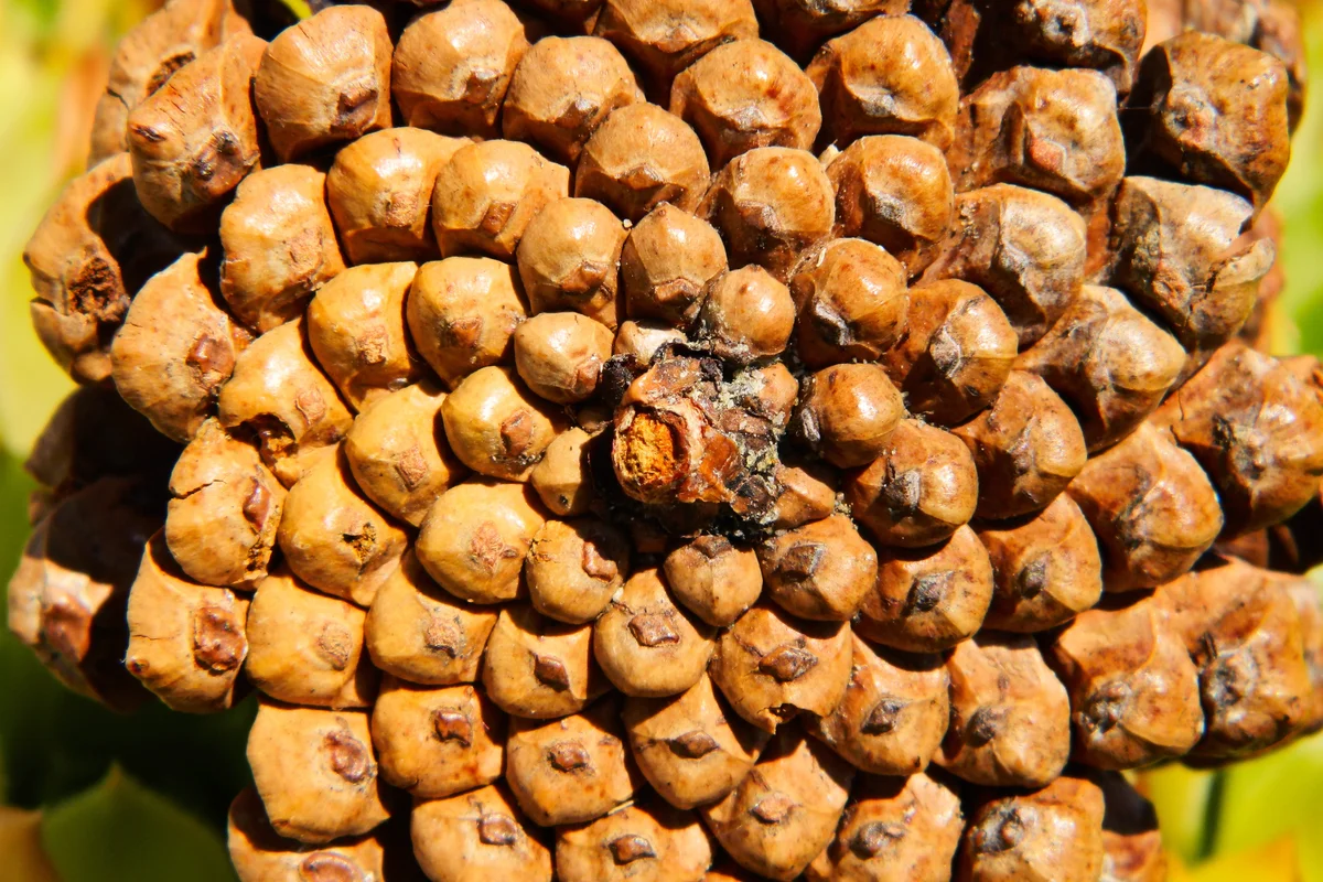 Fibonacci pattern on a pine cone